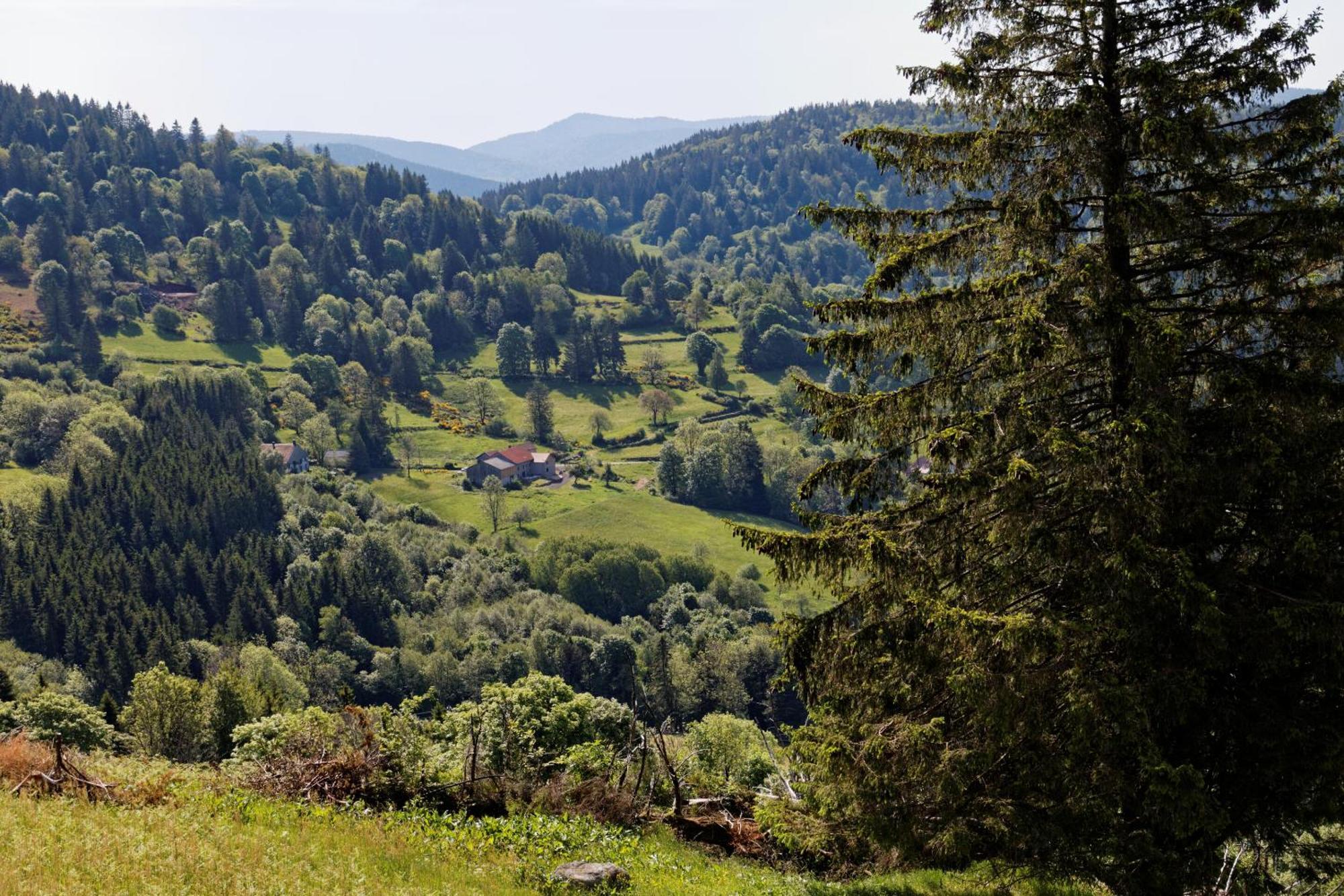 Saulxures-sur-Moselotte La Ferme De Jean Entre Lacs Et Montagnes المظهر الخارجي الصورة